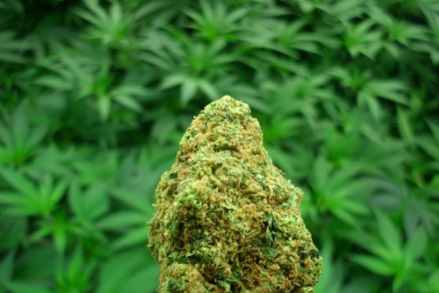 Get The Best Fun With The Involvement Of A Credible Cannabis Seed Here