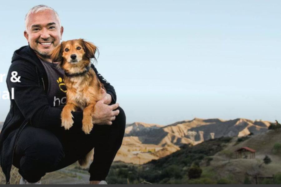 A K9 training Institute will greatly improve the behavior of your pitbull