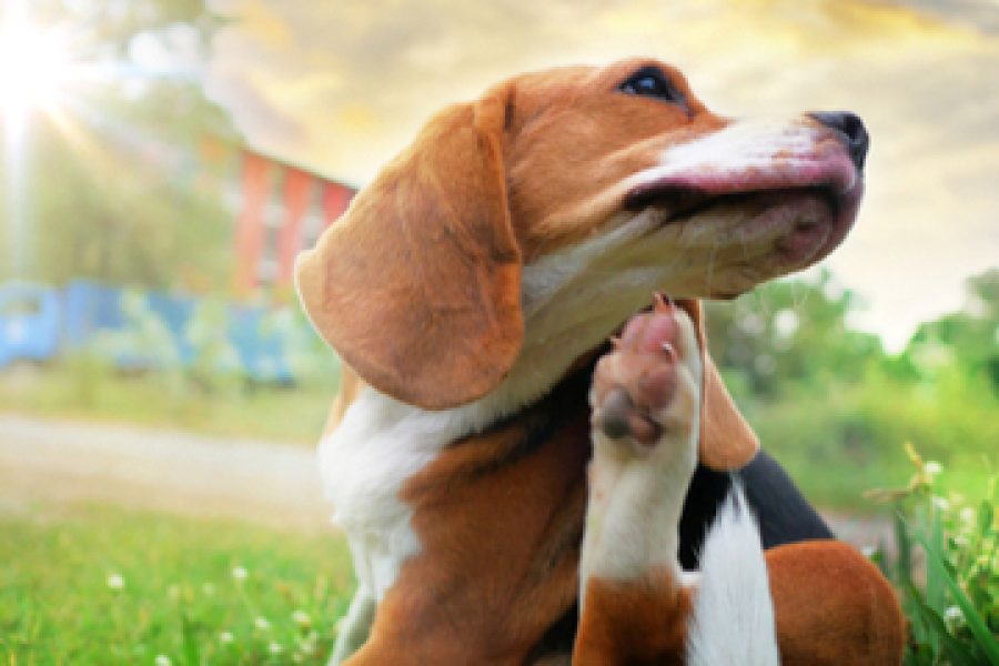 10 Foods Your Dog May Be Allergic To