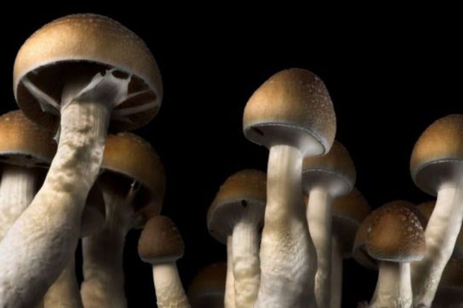 Exactly what are the risks of using magic mushrooms?