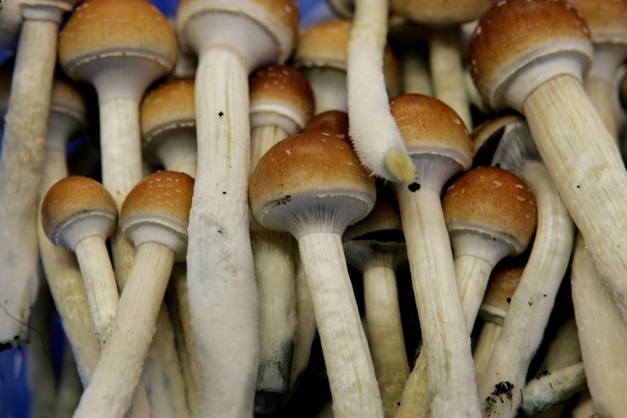 Major depression already has a new alternative to address it with magic fresh mushrooms Detroit