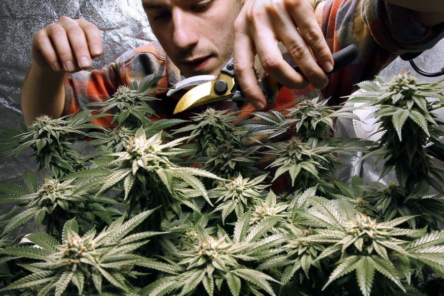 The Many Benefits of Cannabis: How It Can Improve Your Life