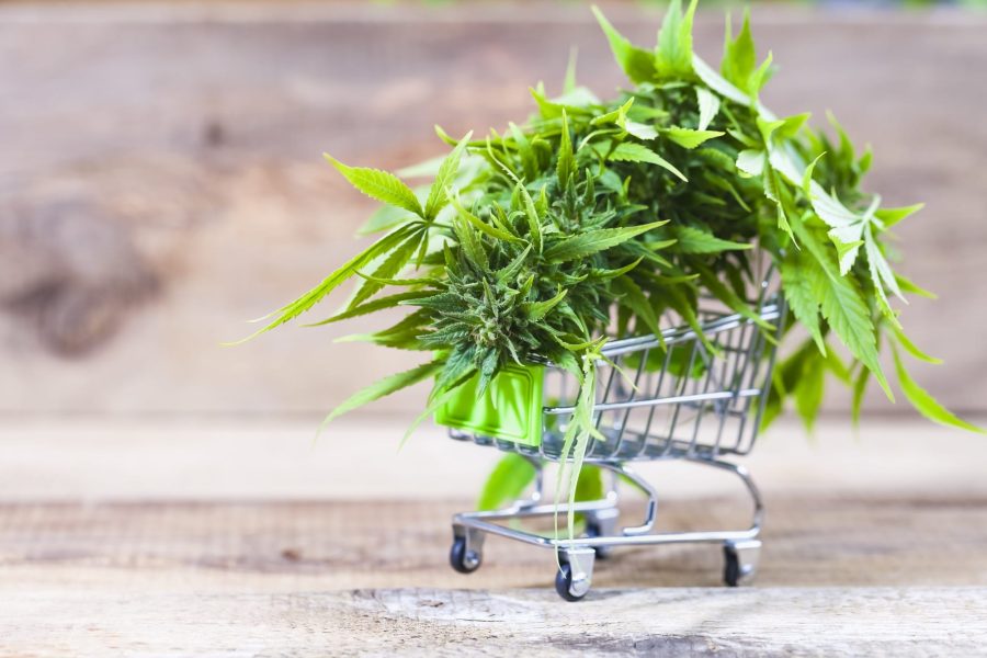 Here’s What No One Tells You about Cannabis SEO