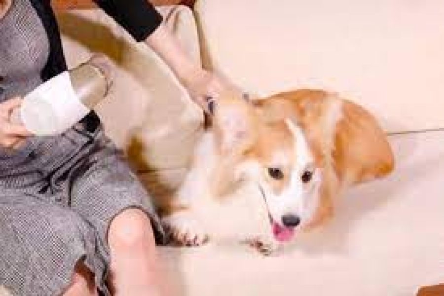 Below Are A Few Different Types Of Puppy Blow Clothes dryer!