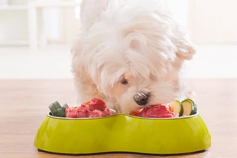 Take care of your pet’s health with the help of Fresh Food for dogs with allergies