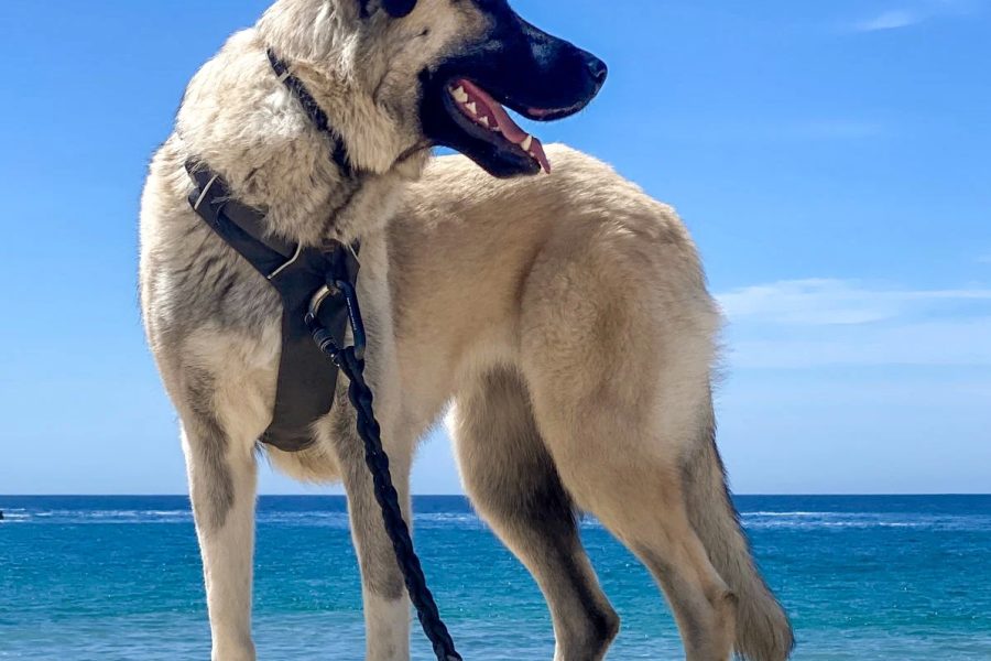 The Latest and Greatest in Dog Collar Technology: Smart Collars that Keep Your Dog Safe